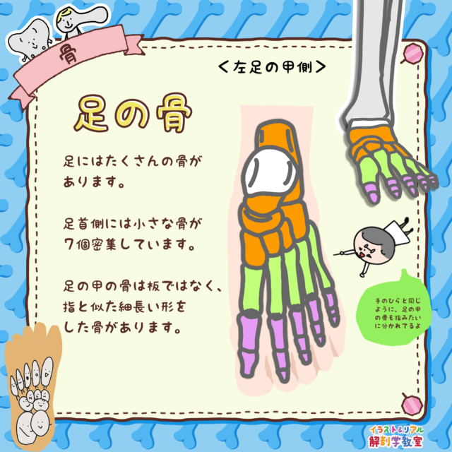 足の骨