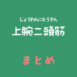 上腕二頭筋（じょうわんにとうきん）のまとめ