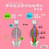 脊柱起立筋（せきちゅうきりつきん）の起始停止を見てみよう！