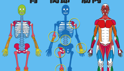骨・関節・筋肉