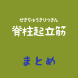 脊柱起立筋（せきちゅうきりつきん）のまとめ