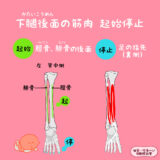 長趾屈筋（ちょうしくっきん）と長母趾屈筋（ちょうぼしくっきん）の起始停止を見てみよう！