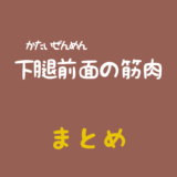 長趾伸筋（ちょうしきん）と長母趾伸筋（ちょうぼししんきん）のまとめ