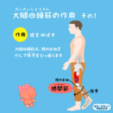 大腿四頭筋（だいたいしとうきん）の作用を見てみよう！