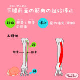 長趾伸筋（ちょうしきん）と長母趾伸筋（ちょうぼししんきん）の起始停止を見てみよう！