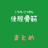 後脛骨筋（こうけいこつきん）のまとめ