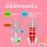 腹直筋（ふくちょくきん）の起始停止を見てみよう！