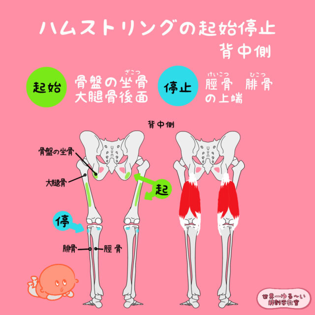 ハムストリングの起始停止を見てみよう