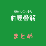 前脛骨筋（ぜんけいこつきん）のまとめ