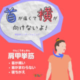 肩甲挙筋（けんこうきょきん）の解剖学コンディショニング