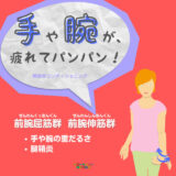 前腕屈筋群（ぜんわんくっきんぐん）・前腕伸筋群（ぜんわんしんきんぐん）の解剖学コンディショニング